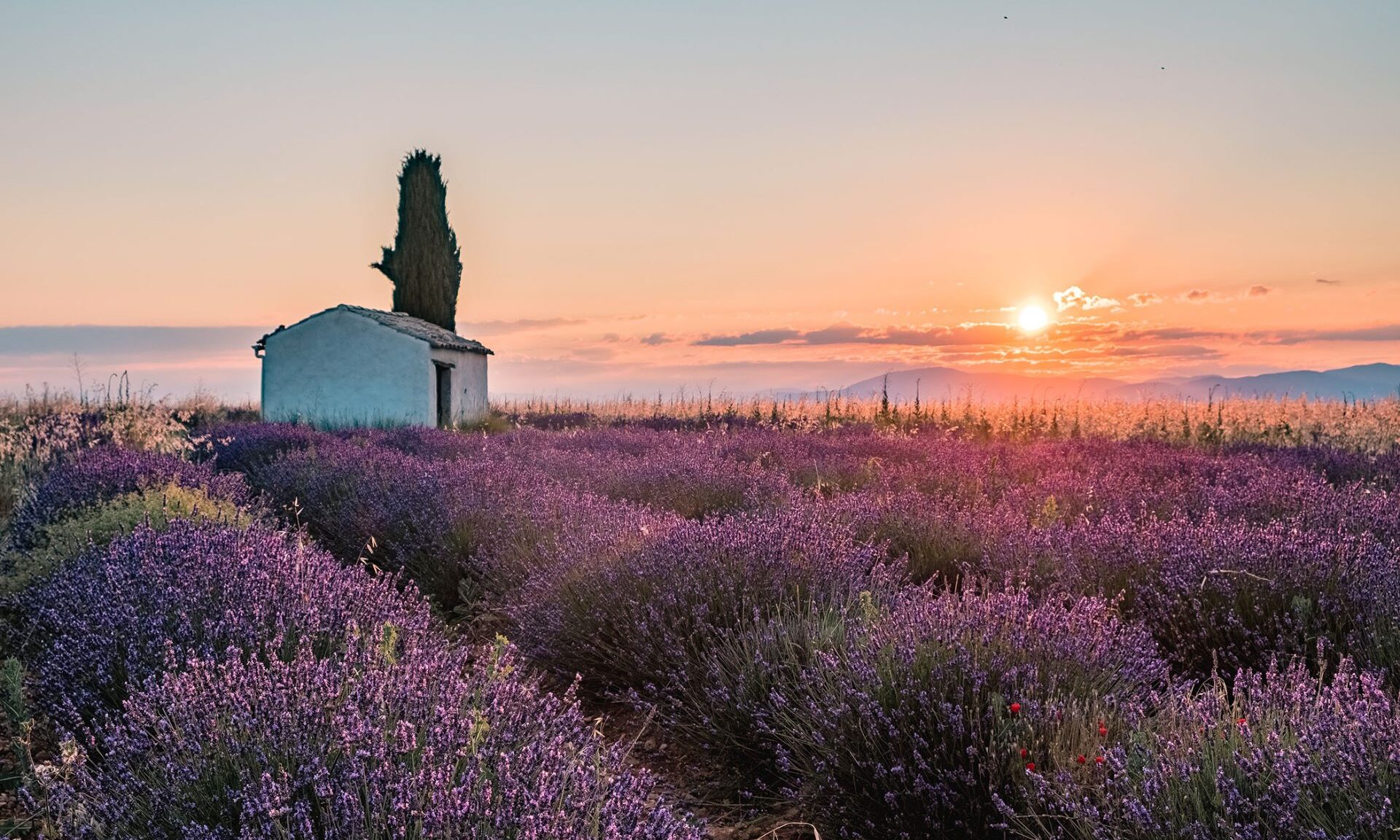 Champ de lavande sur le plateau de Valensole