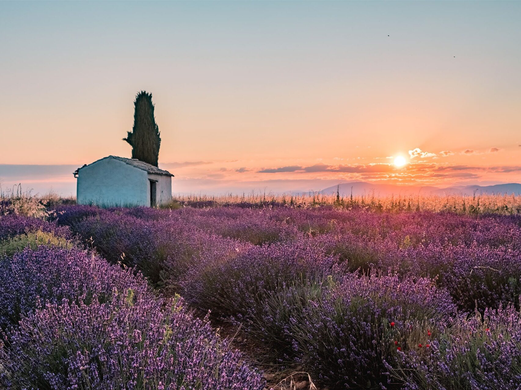 Champ de lavande sur le plateau de Valensole