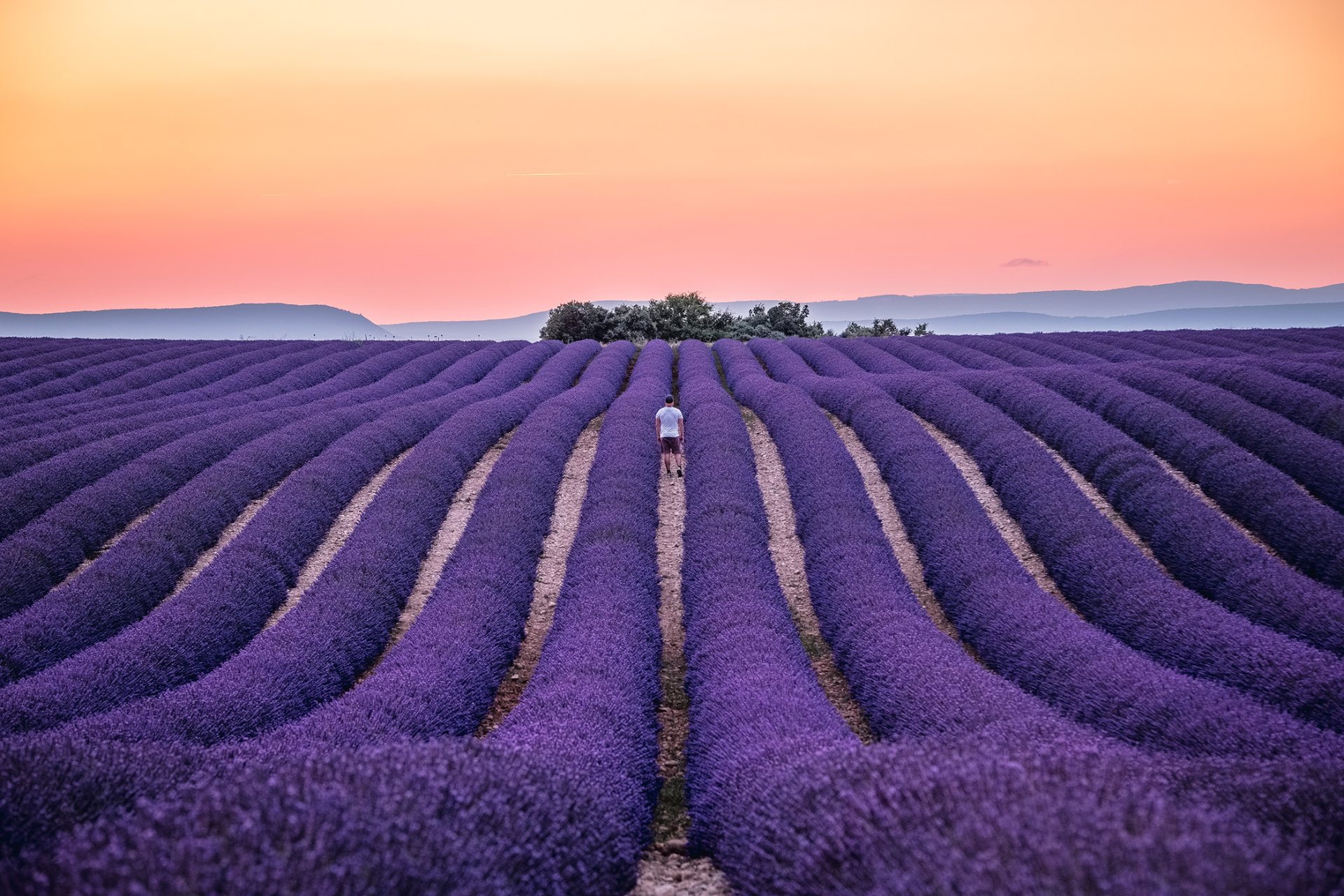 Lavande sur le plateau de Valensole