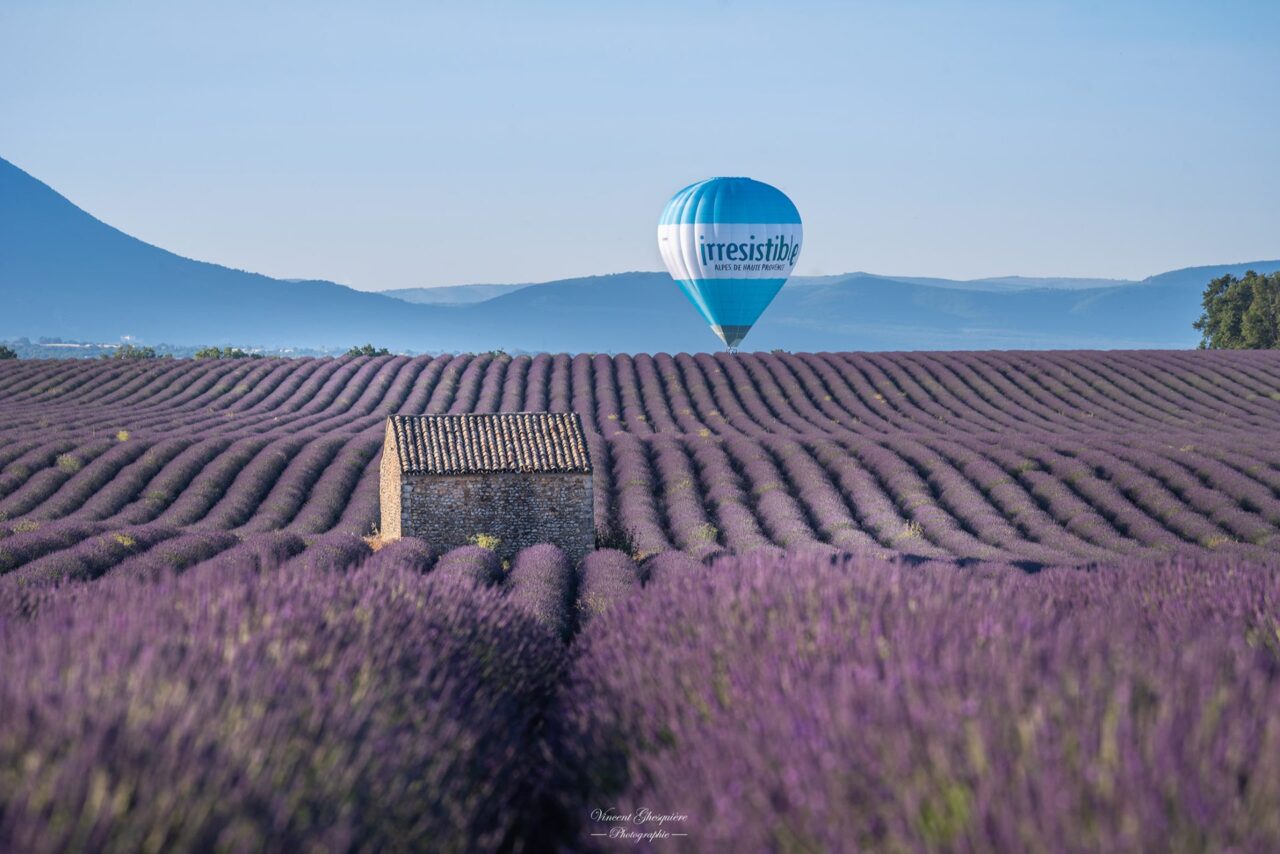 art de vivre : montgolfière sur le plateau de Valensole