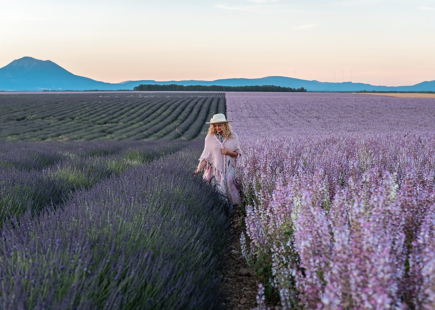 Plateau de Valensole et les lavandes