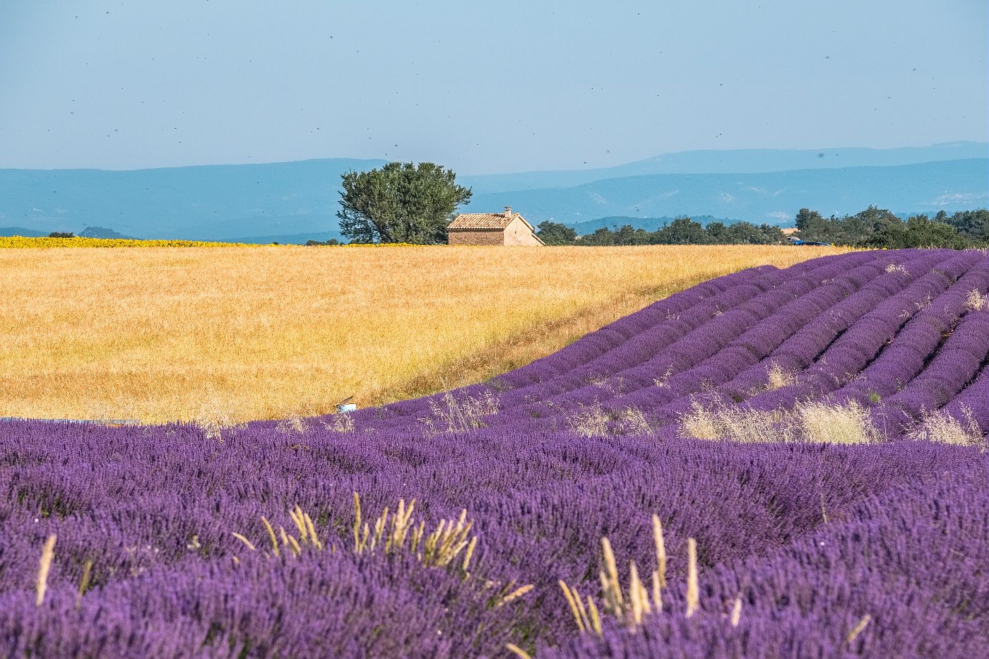 Champs de lavande et de blé sur le plateau de Valensole
