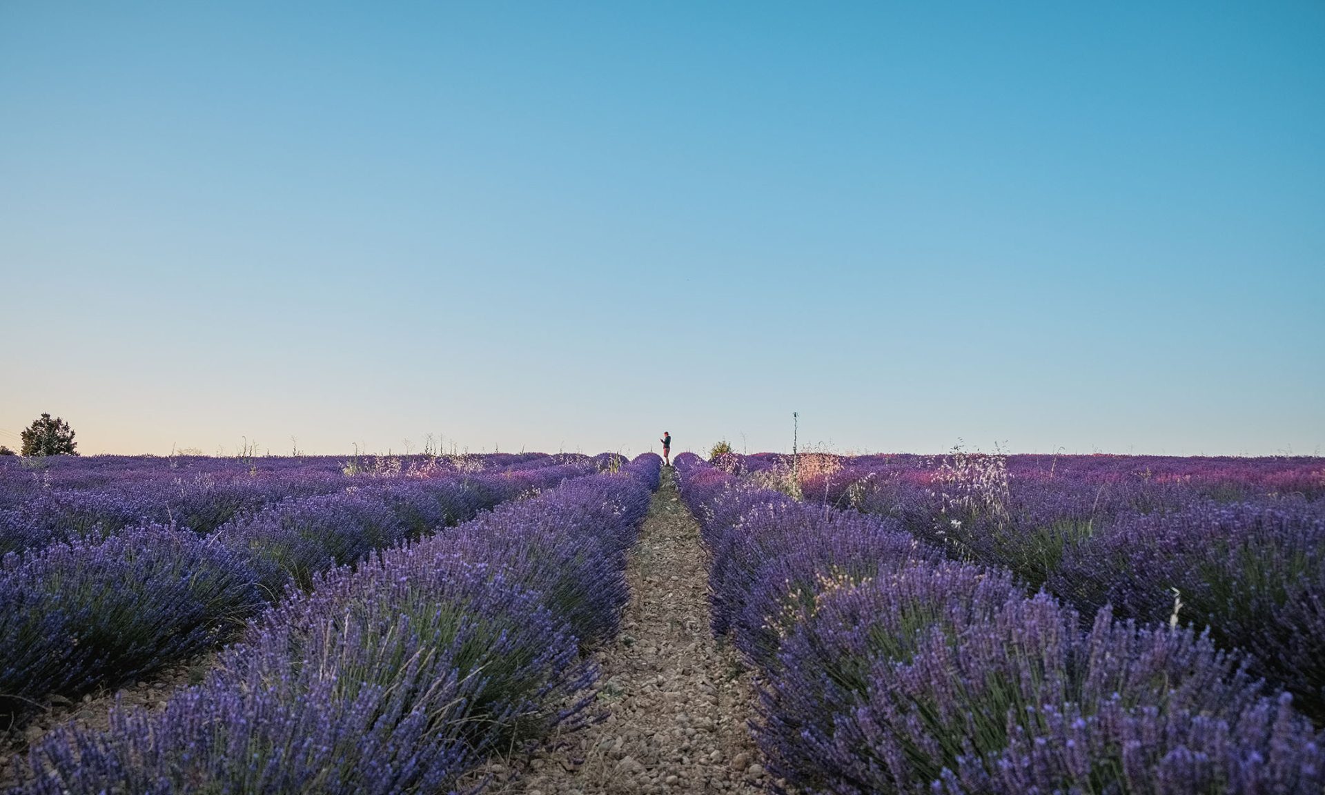 Champ de lavande sur le plateau de Valensole