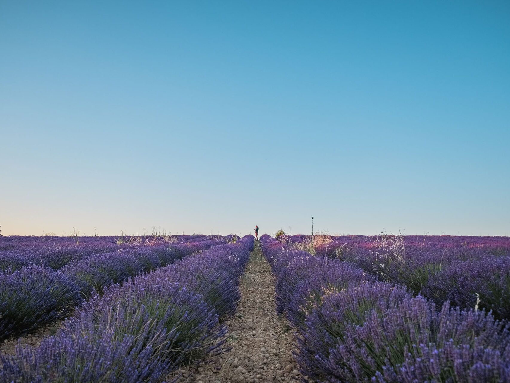 Champ de lavande sur le plateau de Valensole