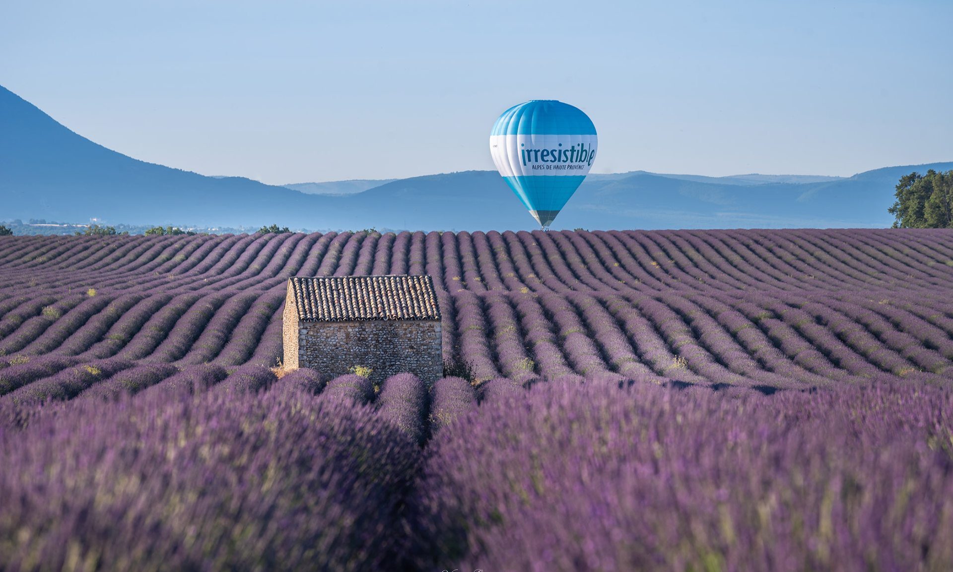 Montgolfière sur le plateau de Valensole