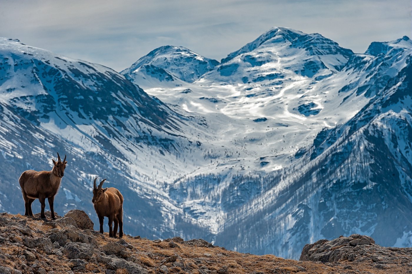 Bouquetins en montagne