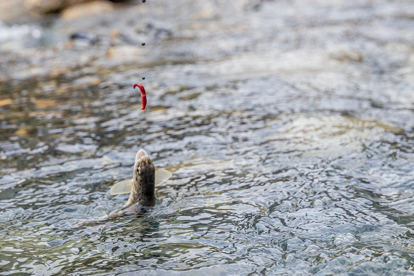 Poisson lors d'une pêche en rivière