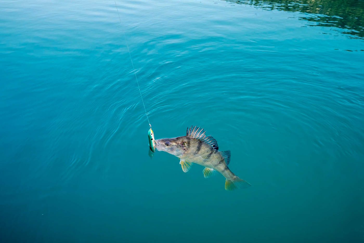 Pêche à la perche