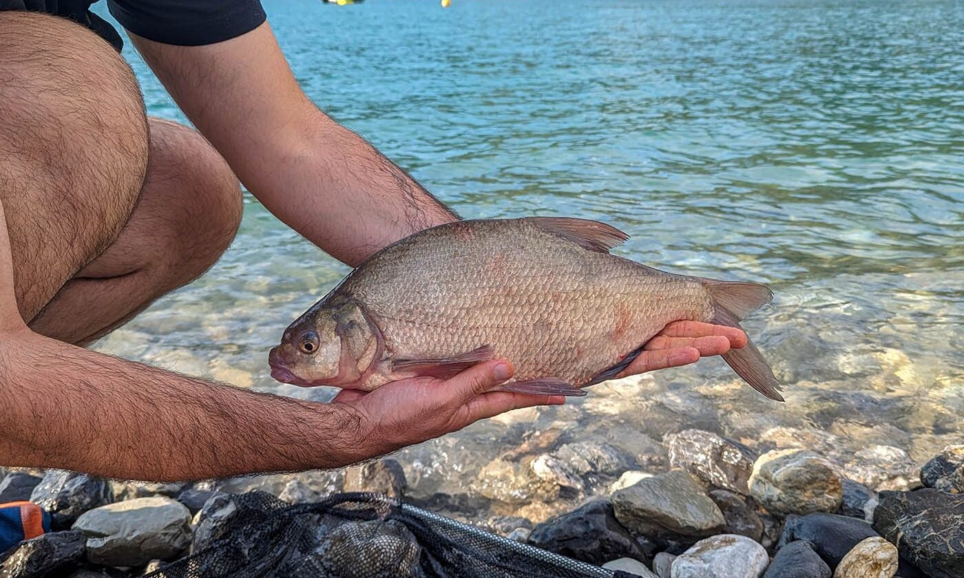 Pêche poisson brême au lac de Serre-Ponçon