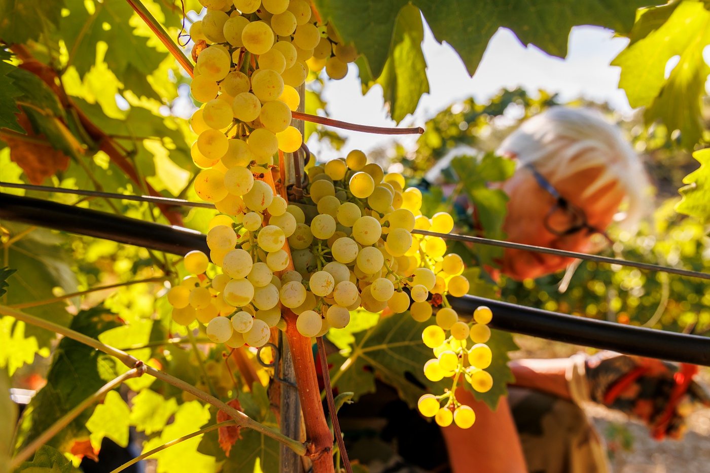 Vendanges au Domaine des Bergeries de Haute Provence à Châteauneuf-Val-Saint-Donat