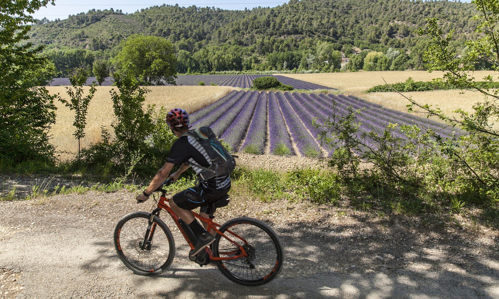 VTT autour des champs de lavande