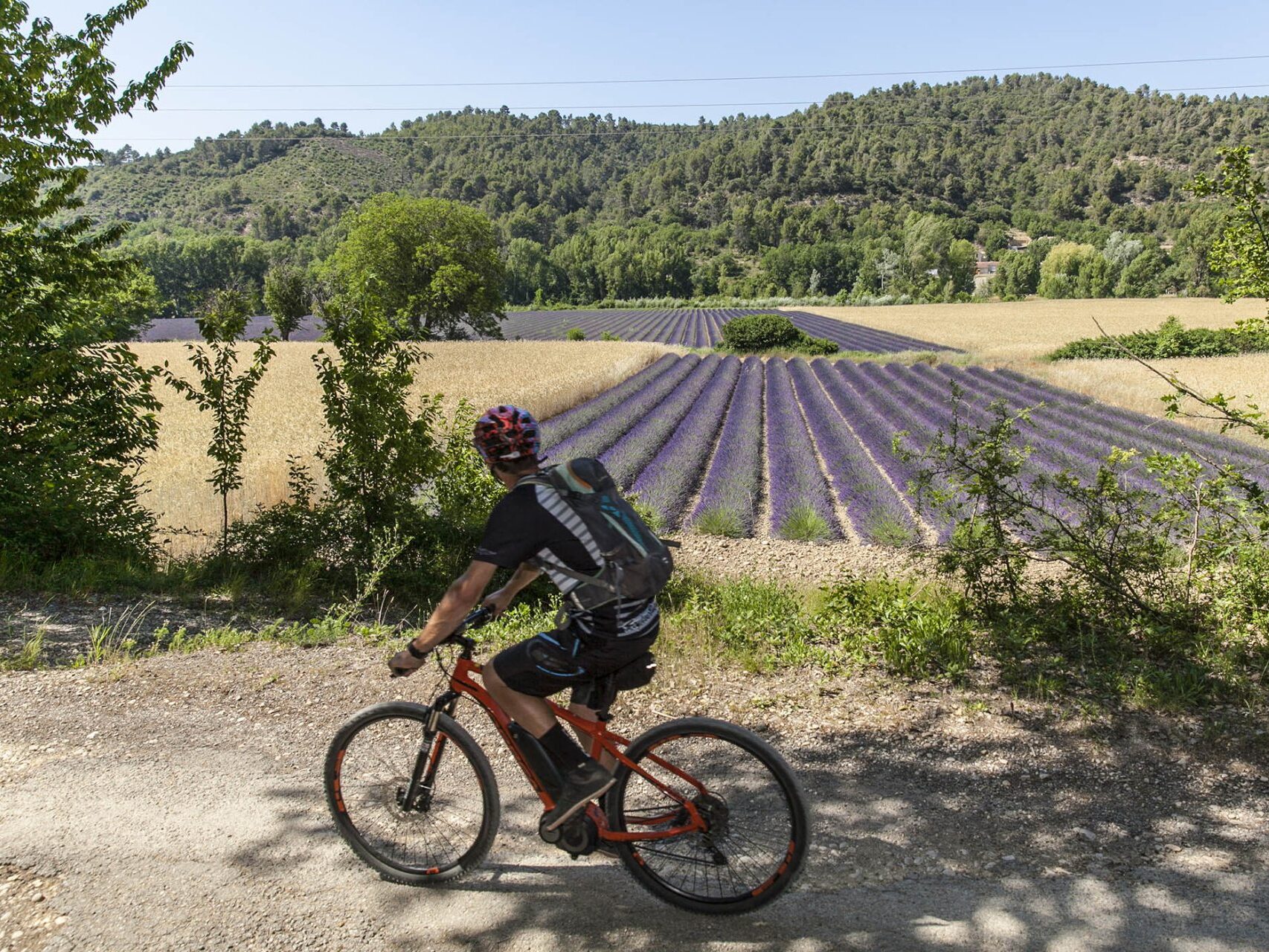 VTT autour des champs de lavande