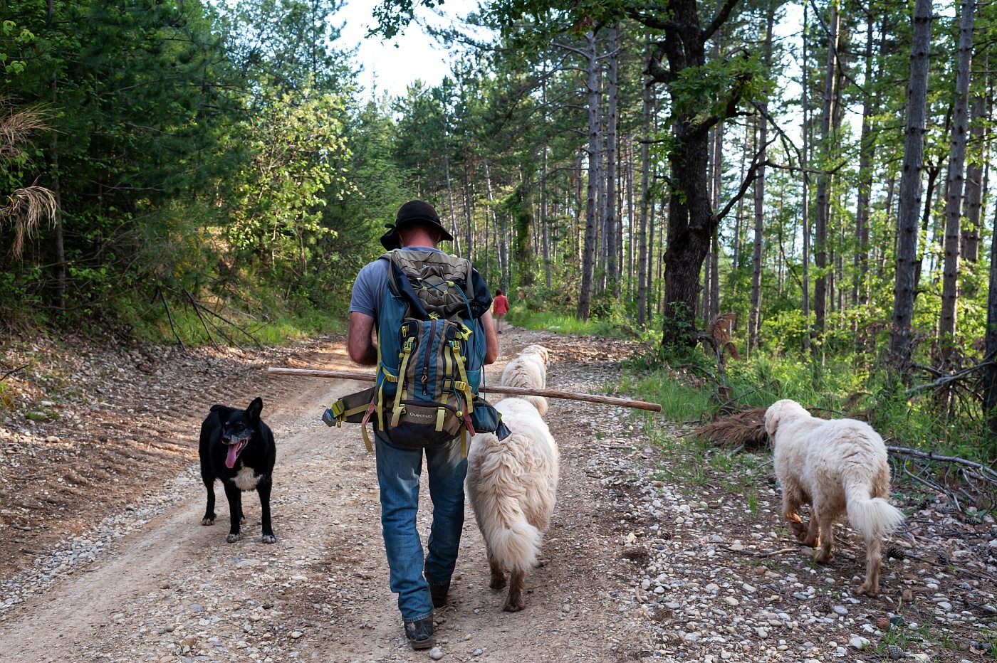 Berger et patous chiens de protection des troupeaux